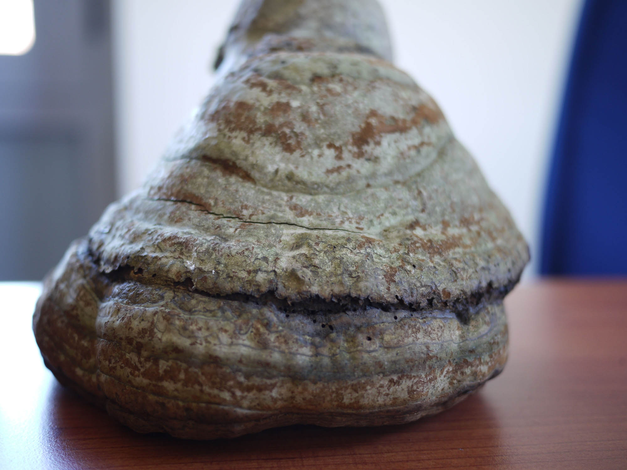 determinazione fungo a mensola 2